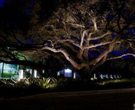Oak Park 2